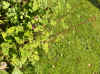 Knotweed, knotgrass (persicaria filiformis, polygonum virginianum)