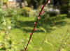 Knotweed, knotgrass (persicaria filiformis, polygonum virginianum)