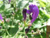 Tompetkruid, trompetbloem (Strobilanthes atropurpurea, Strobilanthes atropurpureu). Familie Acanthaceae