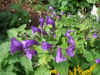 Strobilanthes atropurpurea, Strobilanthes atropurpureu. Family Acanthaceae.