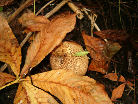 common earthball