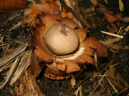 earthstar 
