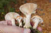 Bulbous Honey Fungus (Armillaria lutea). Family Physalacriaceae.