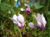 Cyclamen hederifolium 