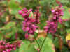 Knotweed, knotgrass (Polygonum amplexicaule)