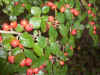 Rock cotoneaster (Cotoneaster horizontalis)