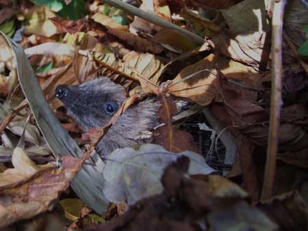 Egel (Erinaceus europaeus) in de herfst.