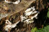 Smoky polypore, smoky bracket (Bjerkandera adusta). Family Meruliaceae.