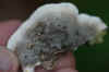 Smoky polypore, smoky bracket (Bjerkandera adusta). Family Meruliaceae.