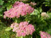 Garden Orpine (Sedum telphium)