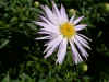 Autumn aster(aster yunnanensis)