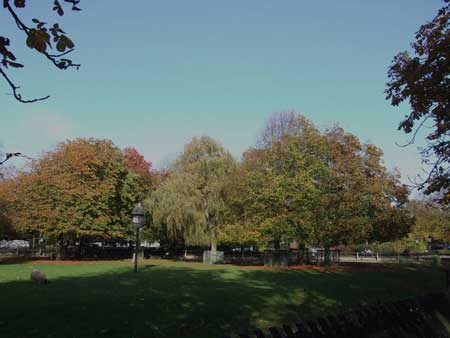 Het hertenkamp bij het van Reenenpark.