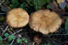 Honey fungus (Armillaria). Family Physalacriaceae. There are several species.