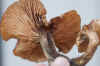 Honey fungus (Armillaria). Family Physalacriaceae. There are several species.