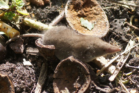 Huisspitsmuizen (Crocidura russula). Familie Spitsmuizen (Soricidae). September 2012.