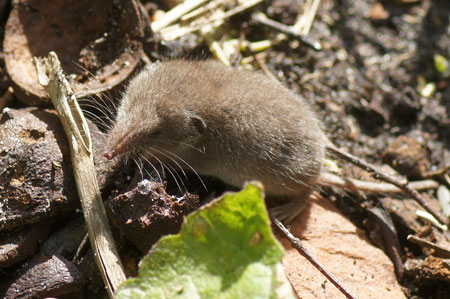 Huisspitsmuizen (Crocidura russula). Familie Spitsmuizen (Soricidae). September 2012.