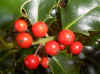 Holly (Hex aquifolium)