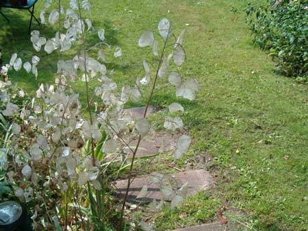 Annual Honesty or Silver Dollar (Lunaria annua)