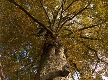 chestnuts