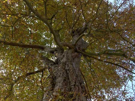 chestnuts
