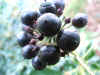 Ivy (Hedera helix Simone) black bays