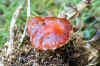 Redlead Roundhead (Leratiomyces ceres). Family Strophariaceae. 