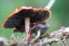 Redlead Roundhead (Leratiomyces ceres). Family Strophariaceae. 