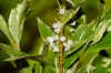 False holly (Osmanthus heterophyllus 'Goshiki'). Family Oleaceae.