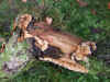 Stereum hirsutum Family Stereaceae.