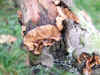 Stereum hirsutum Family Stereaceae.