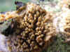 Cerocorticium molare Family Cyphellaceae.
