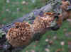 Getande boomkorst (Cerocorticium molare) Familie Cyphellaceae.