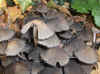 Coprinus micaceus The similar species C. pallidissimus and C. truncorum are also possible. But they are much rarer.