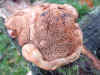 Hapalopilus rutilans Family Polyporaceae