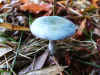 Blue-foot (Psilocybe caerulea) or Psilocybe aeruginosa.Family Strophariaceae