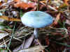 Valse kopergroenzwam (Psilocybe caerulea) of Echte Kopergroenzwam (Psilocybe aeruginosa). 