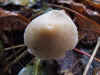 Psathyrella spec. Family Psathyrellaceae.