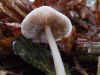 Psathyrella spec. Family Psathyrellaceae.