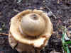 Collared earthstar, saucered earthstar, triple earthastar  (Geastrum triplex)