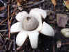 Collared earthstar, saucered earthstar, triple earthastar  (Geastrum triplex)