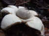 Collared earthstar, saucered earthstar, triple earthastar  (Geastrum triplex)