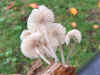 Helmmycena (Mycena galericulata) Family Mycenaceae.