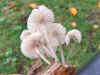 Helmmycena (Mycena galericulata) Familie Mycenaceae.