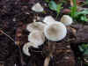 Helmmycena (Mycena galericulata) Familie Mycenaceae.