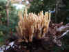 Upright coral (Ramaria stricta)Family Ramariaceae.