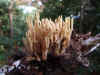 Rechte koraalzwam (Ramaria stricta)Familie Ramariaceae