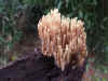 Upright coral (Ramaria stricta)Family Ramariaceae.