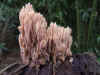 Upright coral (Ramaria stricta)Family Ramariaceae.