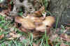 Gewone oesterzwam (Pleurotus ostreatus). Familie Pleurotaceae.