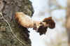 Gewone oesterzwam (Pleurotus ostreatus). Familie Pleurotaceae.